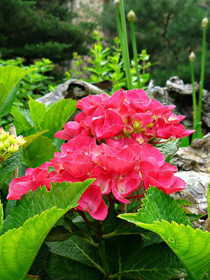 bauernhortensie