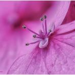 bauernhortensie (hydrangea macrophylla).....