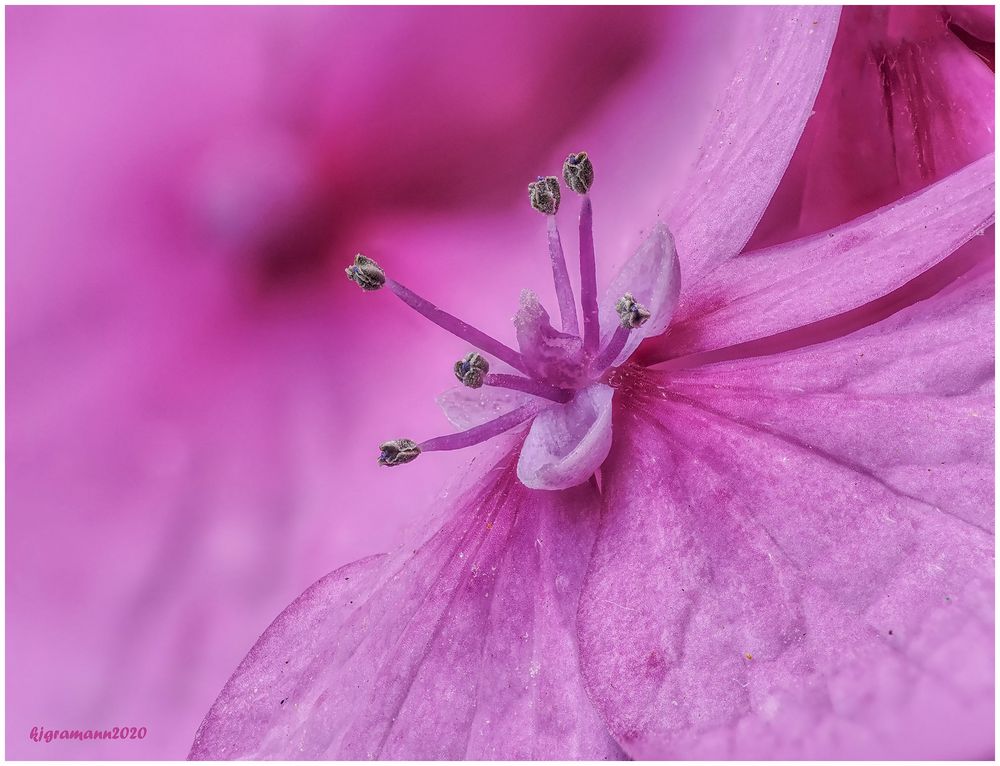 bauernhortensie (hydrangea macrophylla).....