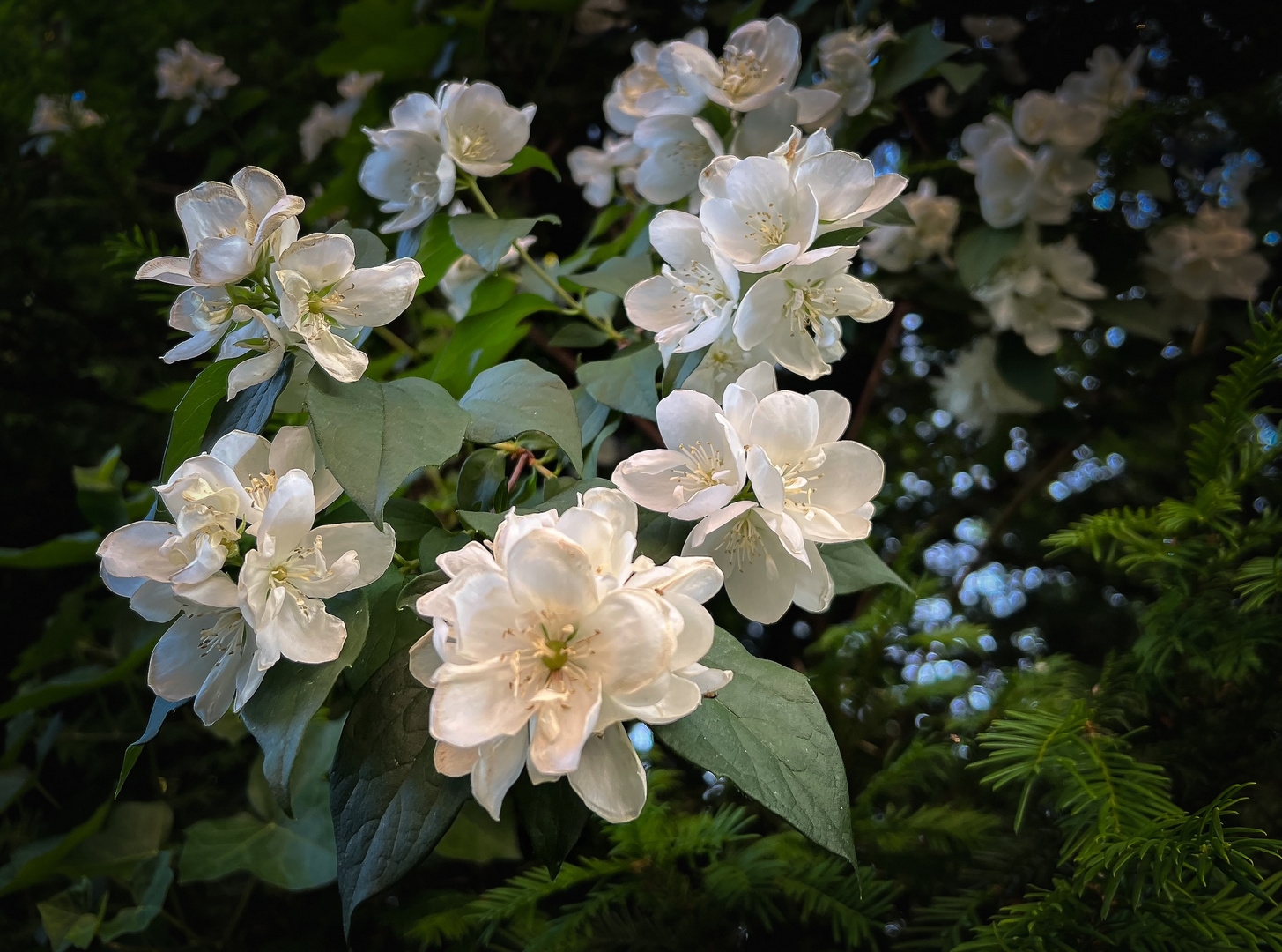 Bauernjasmin.