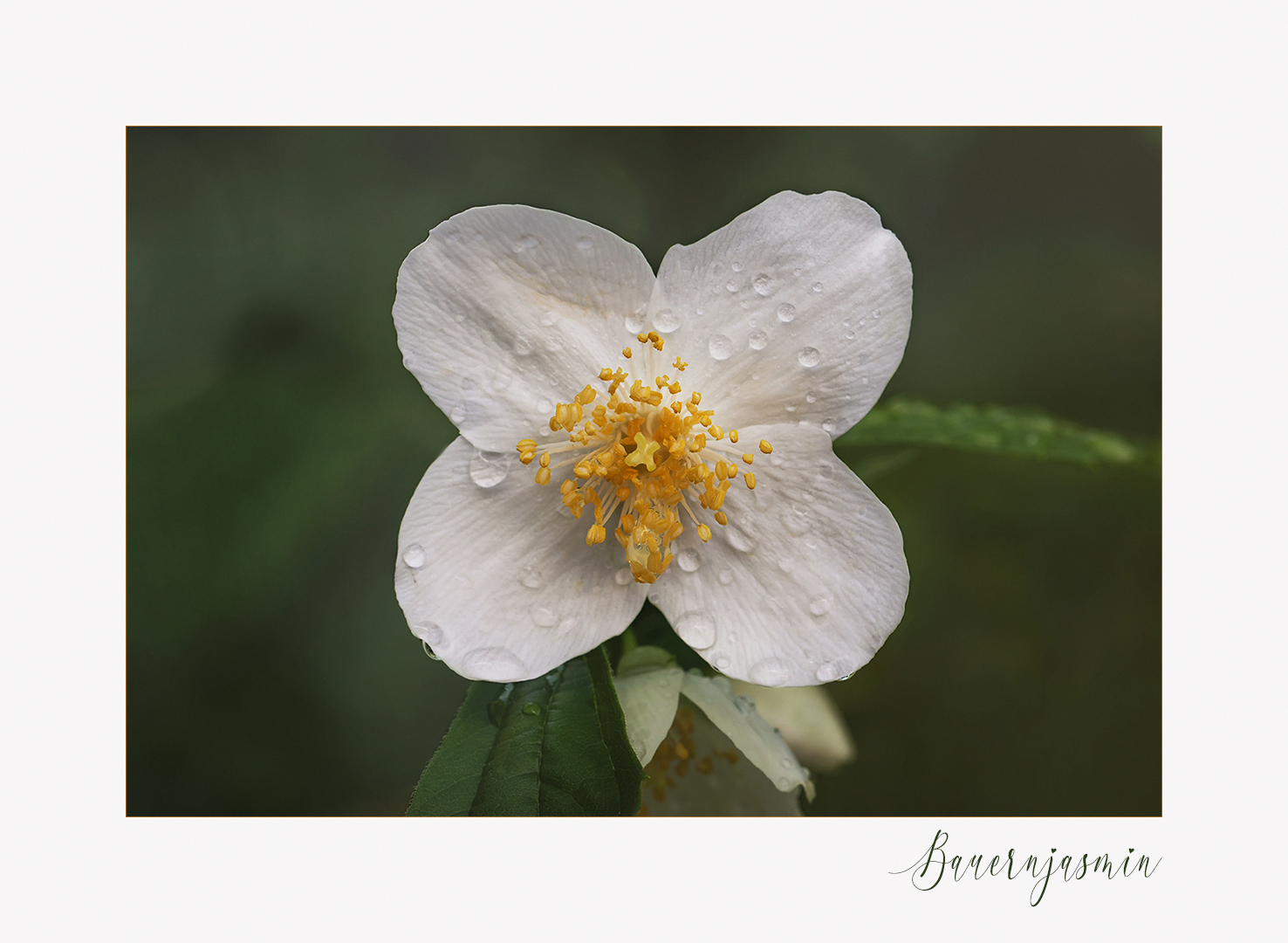 Bauernjasmin - 