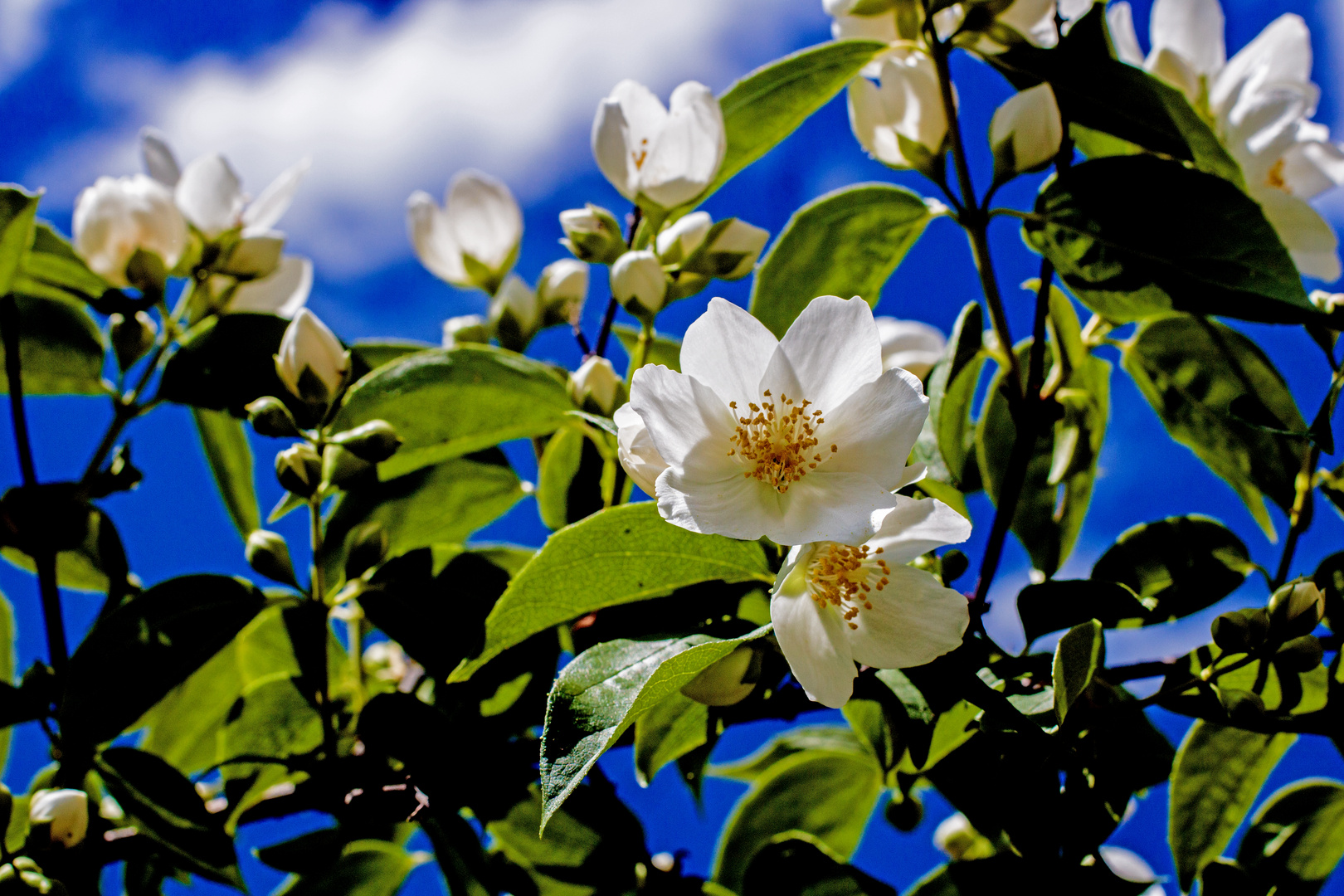 Bauernjasmin