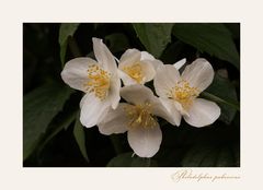 Bauernjasmin oder Pfeifenstrauch....