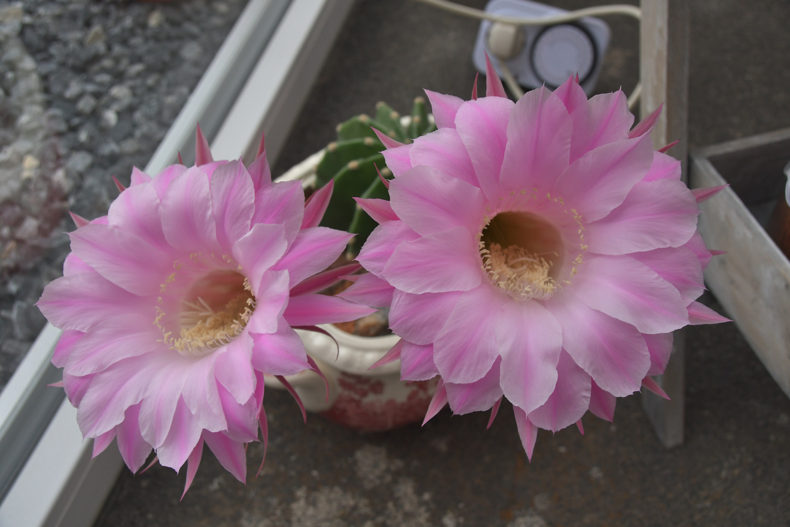 Bauernkaktus Echinopsis eyriesii