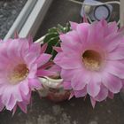 Bauernkaktus Echinopsis eyriesii