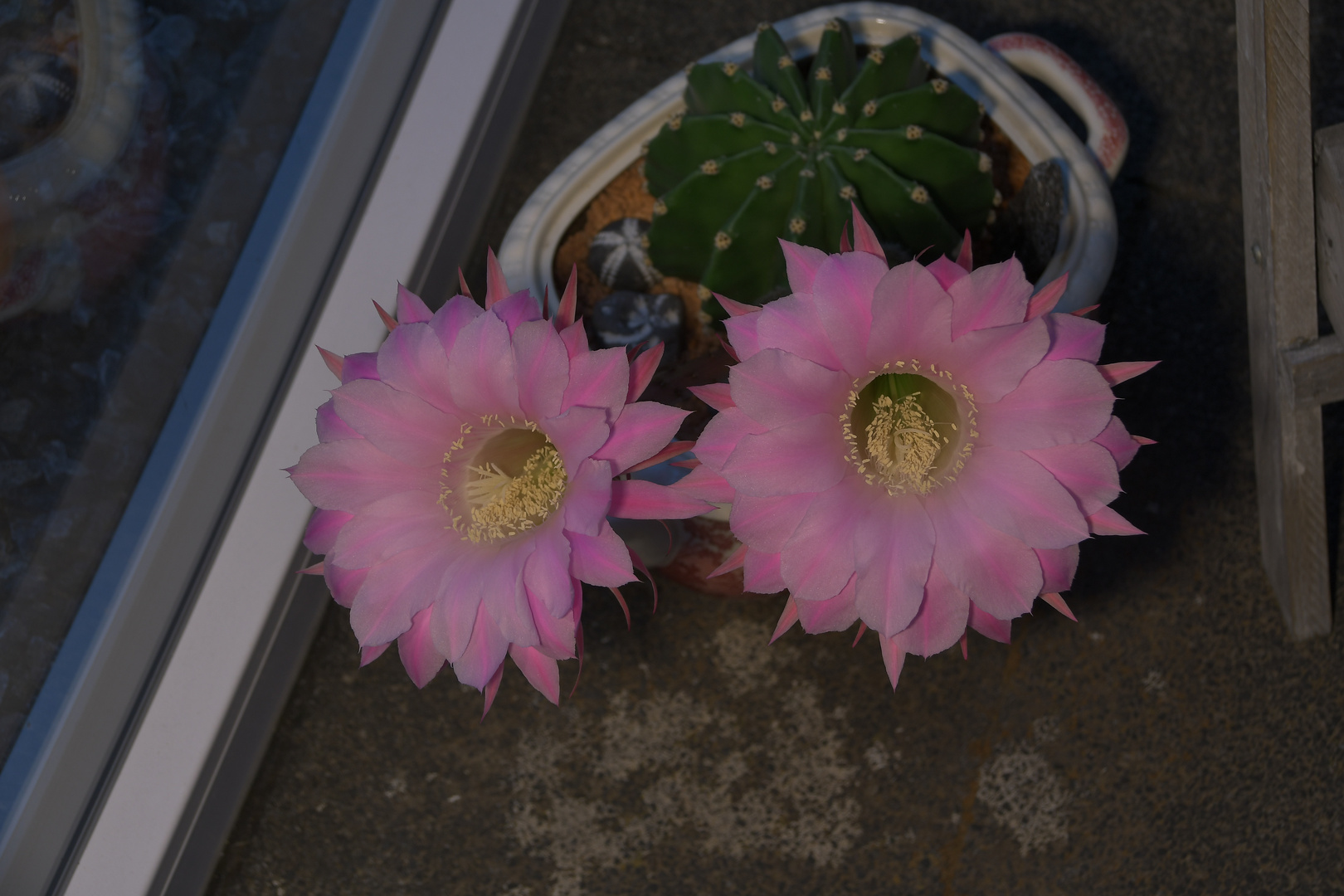 Bauernkaktus Echinopsis eyriesii 