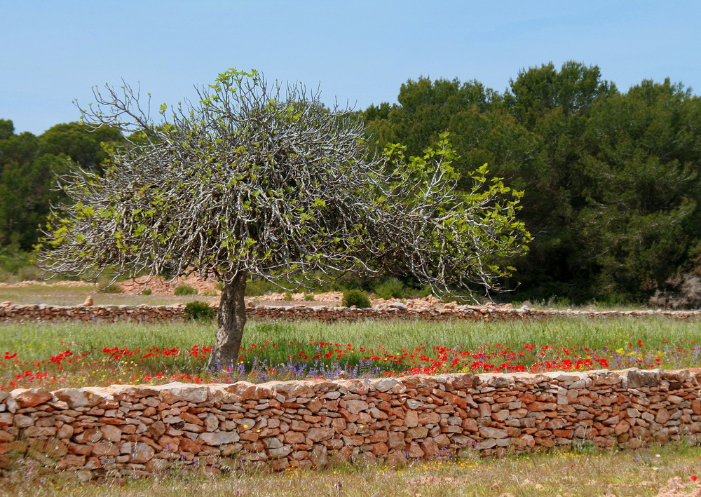 Bauernland auf Formentera - Feige 1
