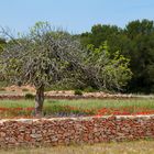 Bauernland auf Formentera - Feige 1