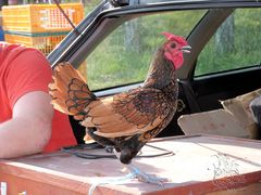 Bauernmarkt, ein Huhn