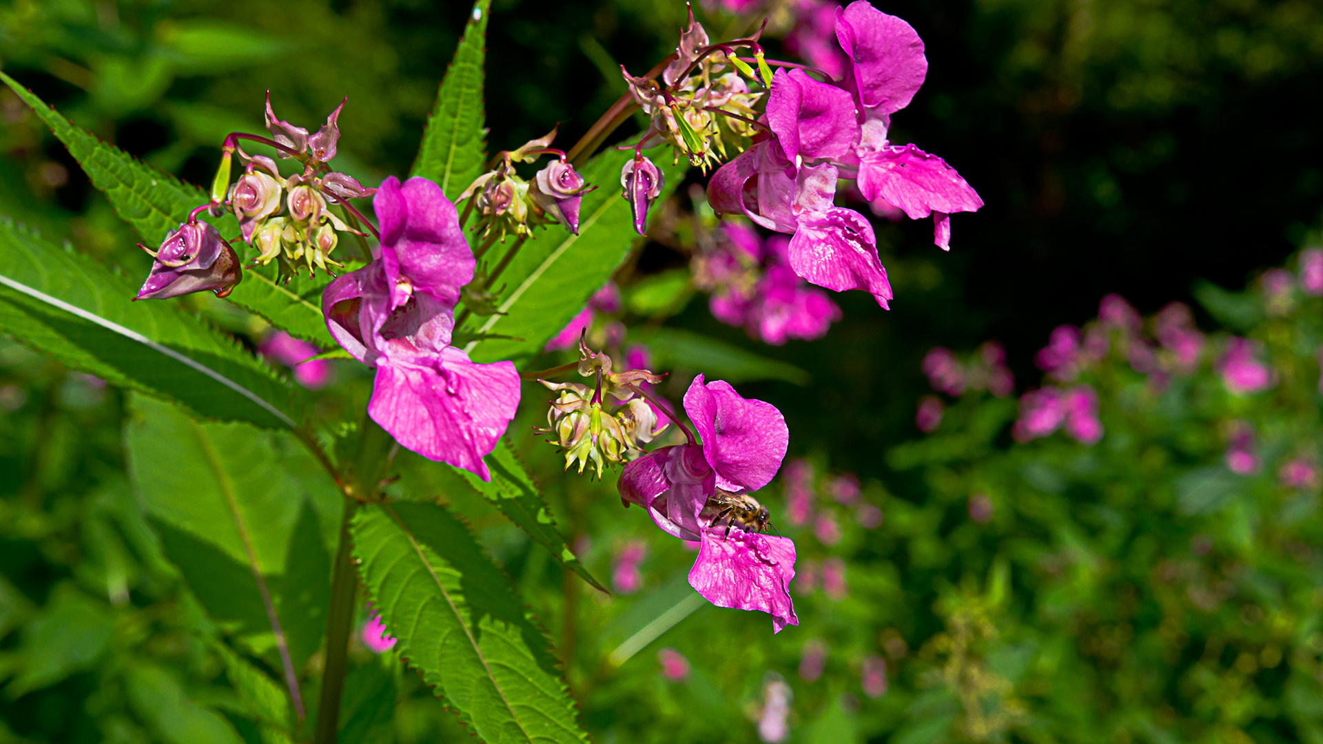 Bauernorchidee, Spaltblume