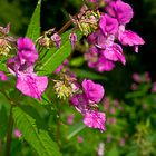 Bauernorchidee, Spaltblume