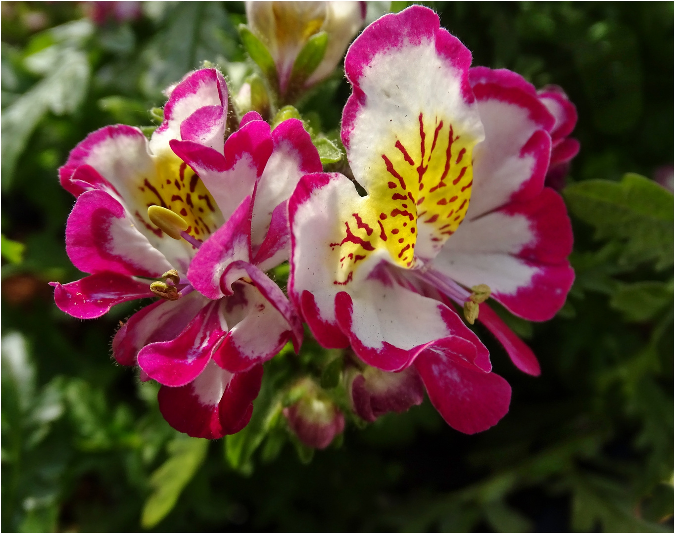 Bauernorchideen in meinem Blumenkasten