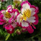 Bauernorchideen in meinem Blumenkasten