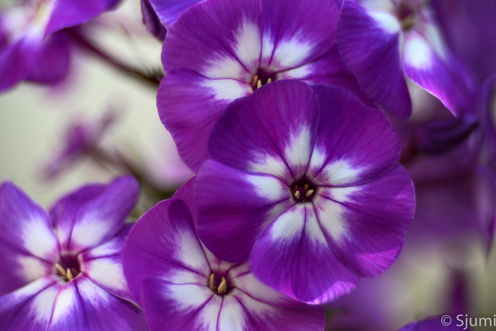 Bauernphlox