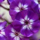 Bauernphlox