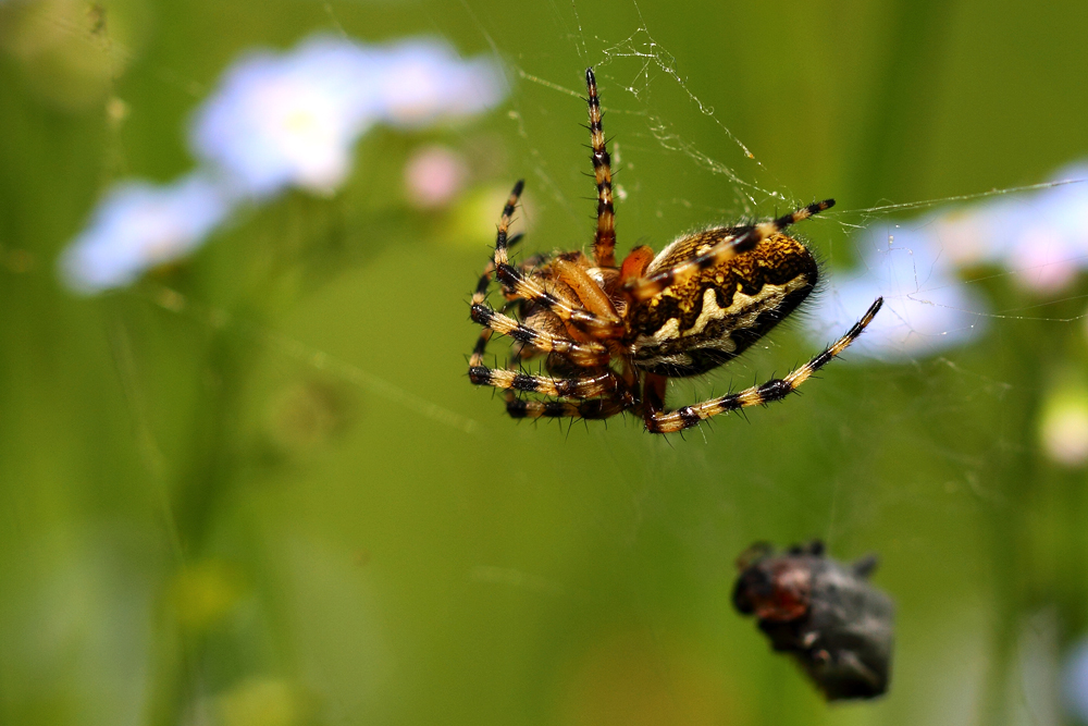 Bauernregel Foto & Bild tiere, wildlife, spinnen Bilder auf