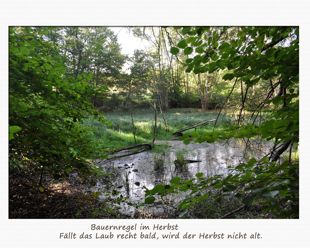 Bauernregeln im Herbst (4)