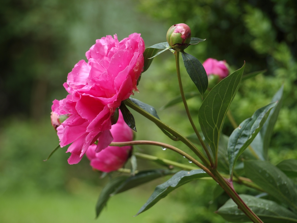 Bauernrose