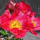 Bauernrose