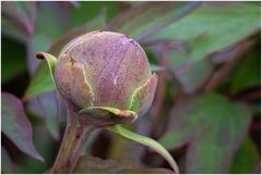 Bauernrose