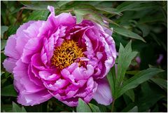 Bauernrose