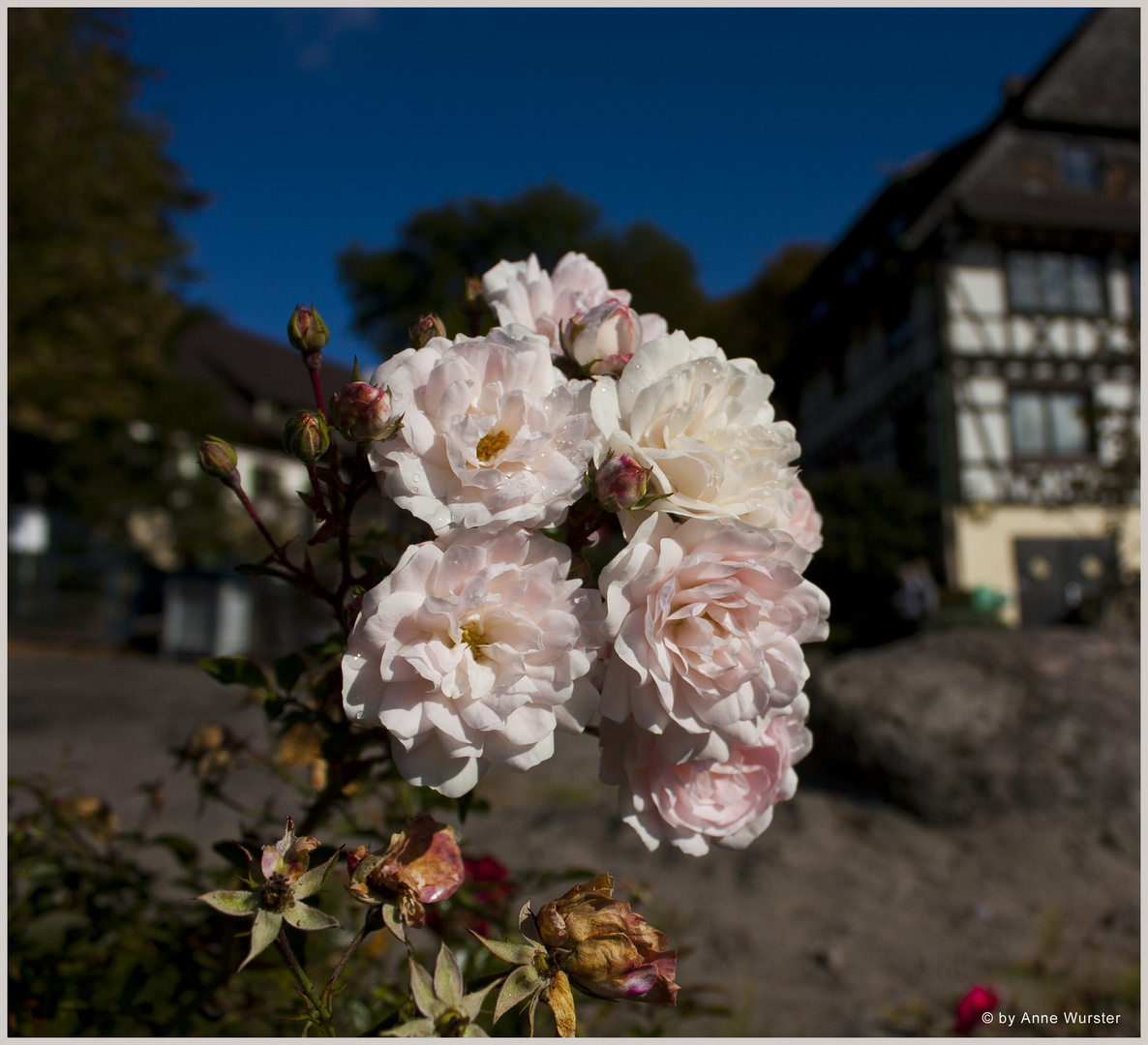 Bauernrose ???