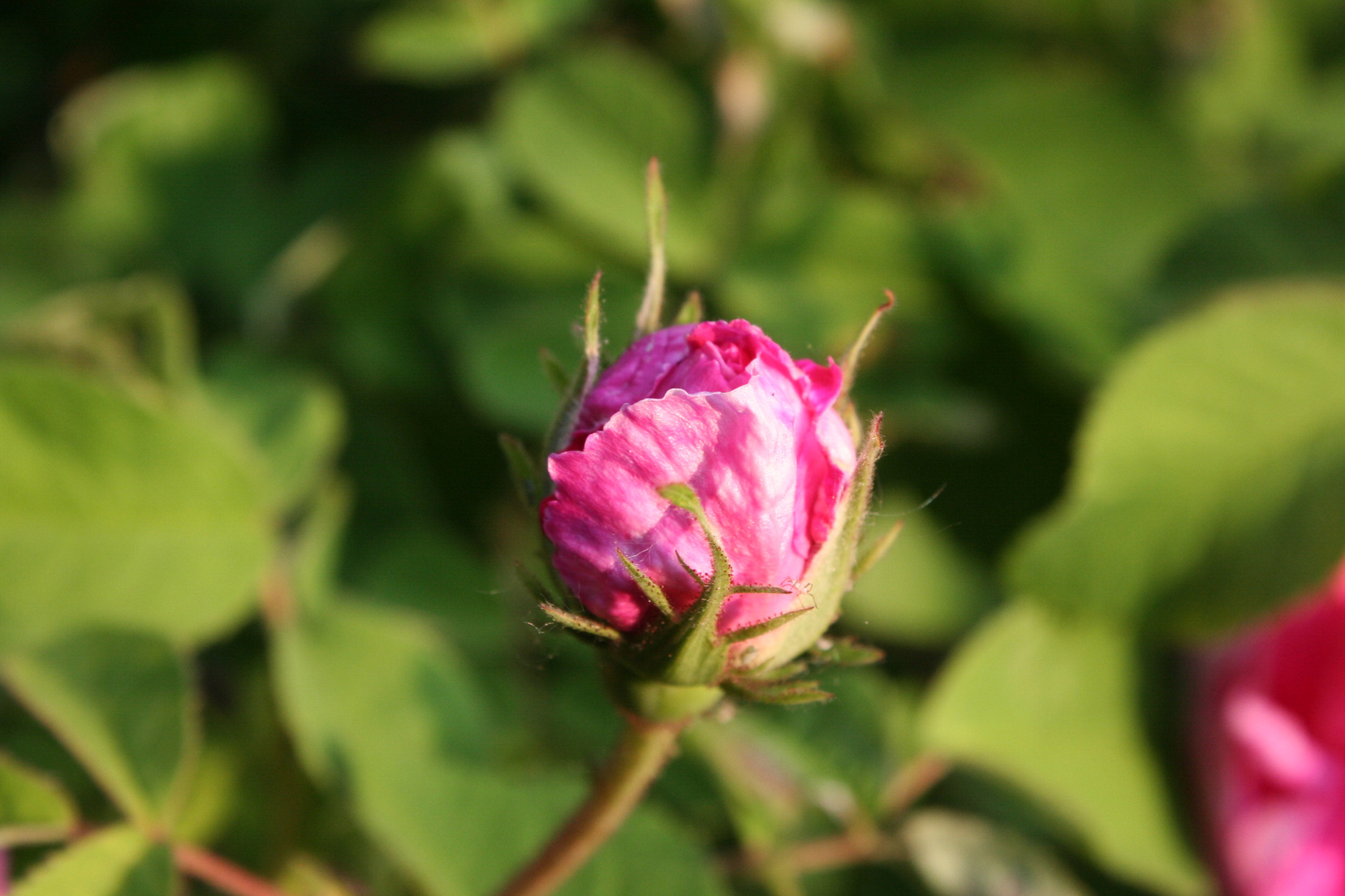 Bauernrose aus unserem Garten