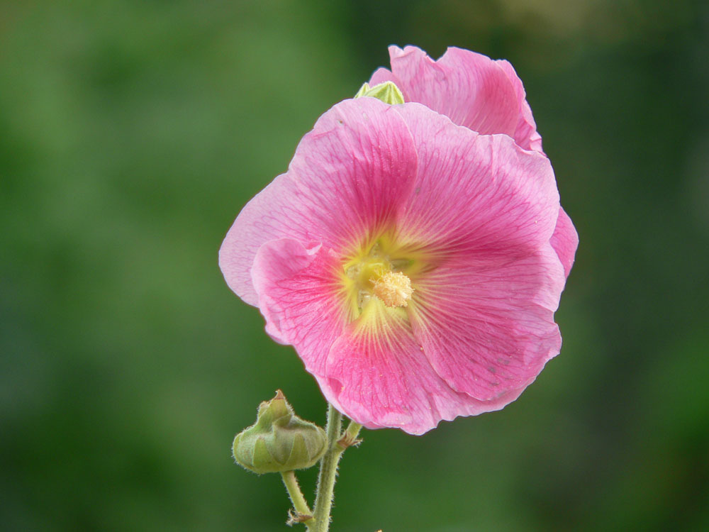 Bauernrose