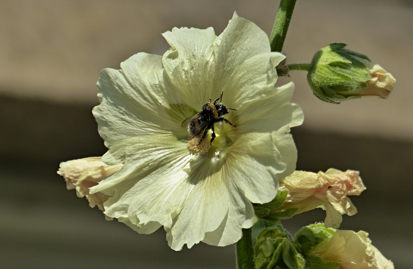 Bauernrose