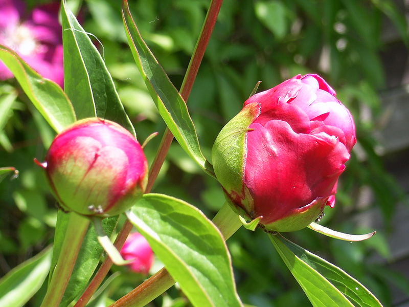 Bauernrose