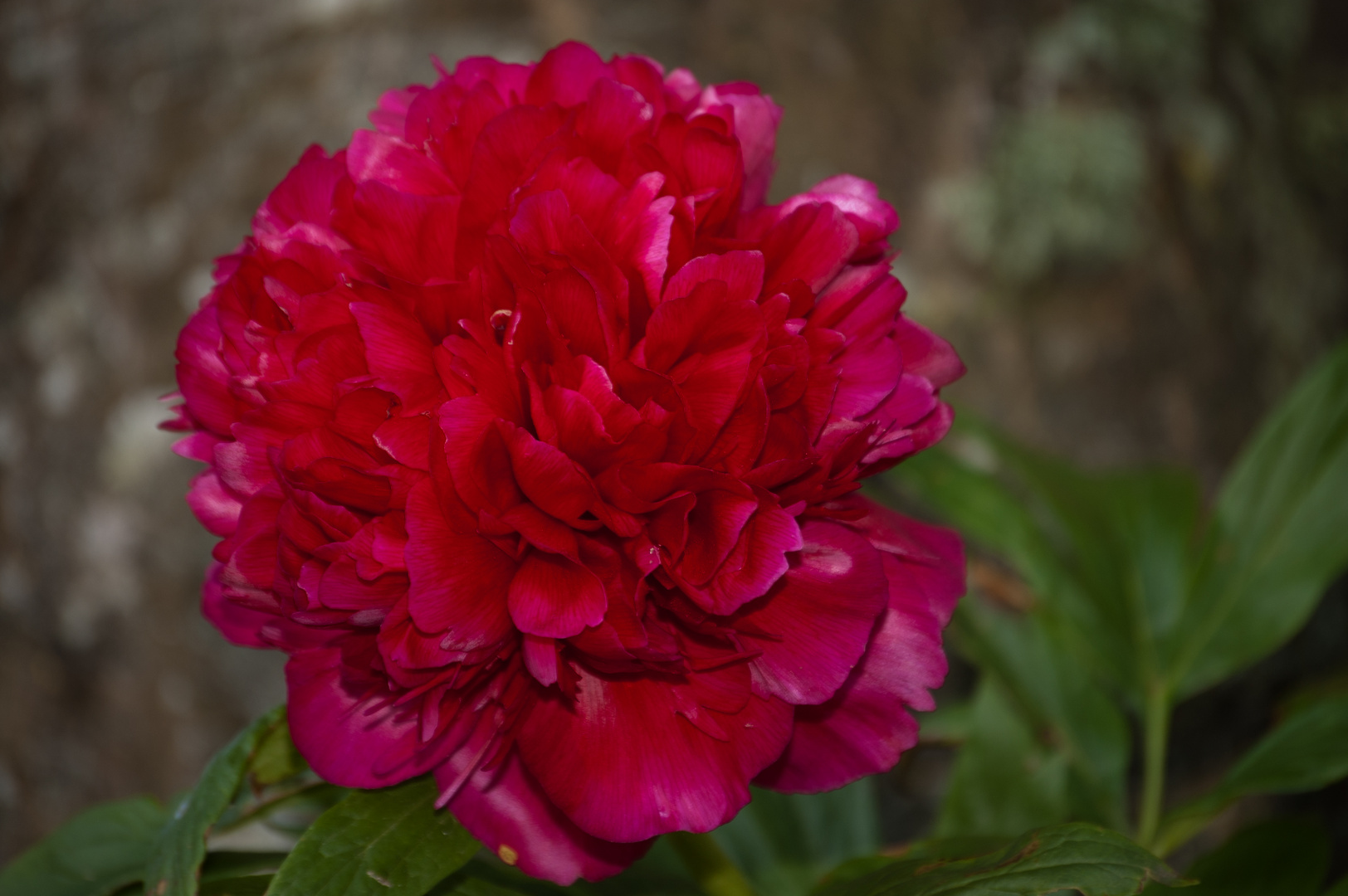 Bauernrose II