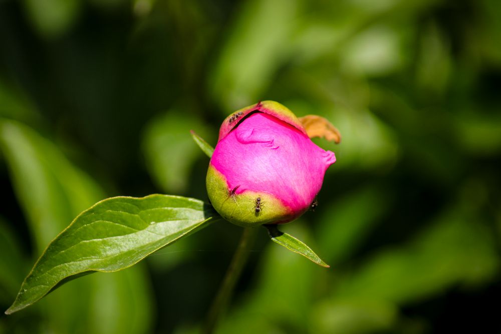 Bauernrose Knospe