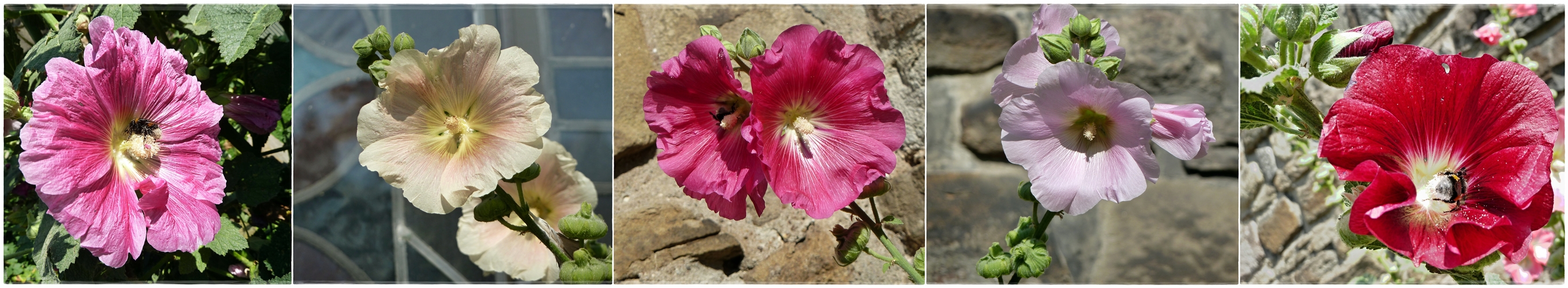 BAUERNROSEN