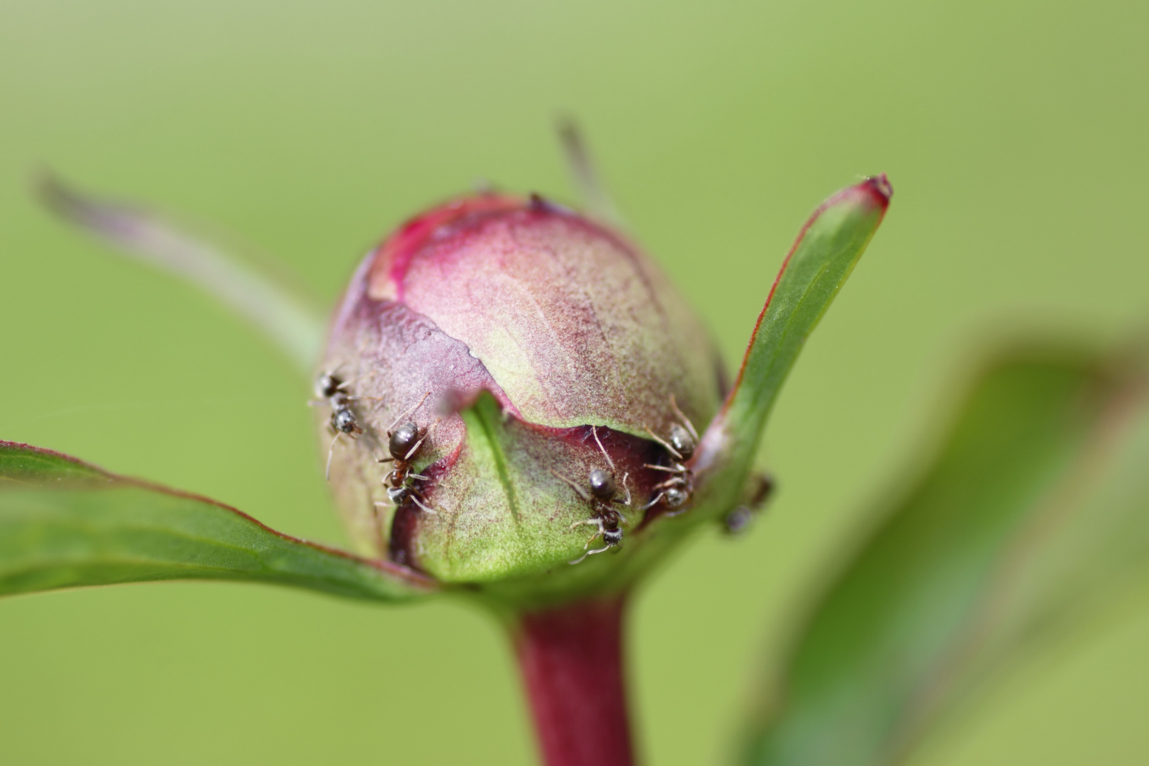 Bauernrosenknospe