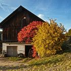 Bauernschuppen im leuchtendem Herbstgewand