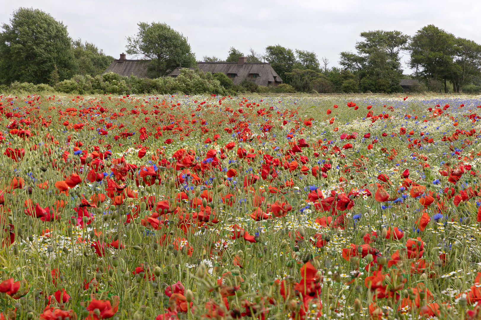 Bauernwiese