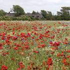 Bauernwiese