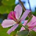 Bauhinia