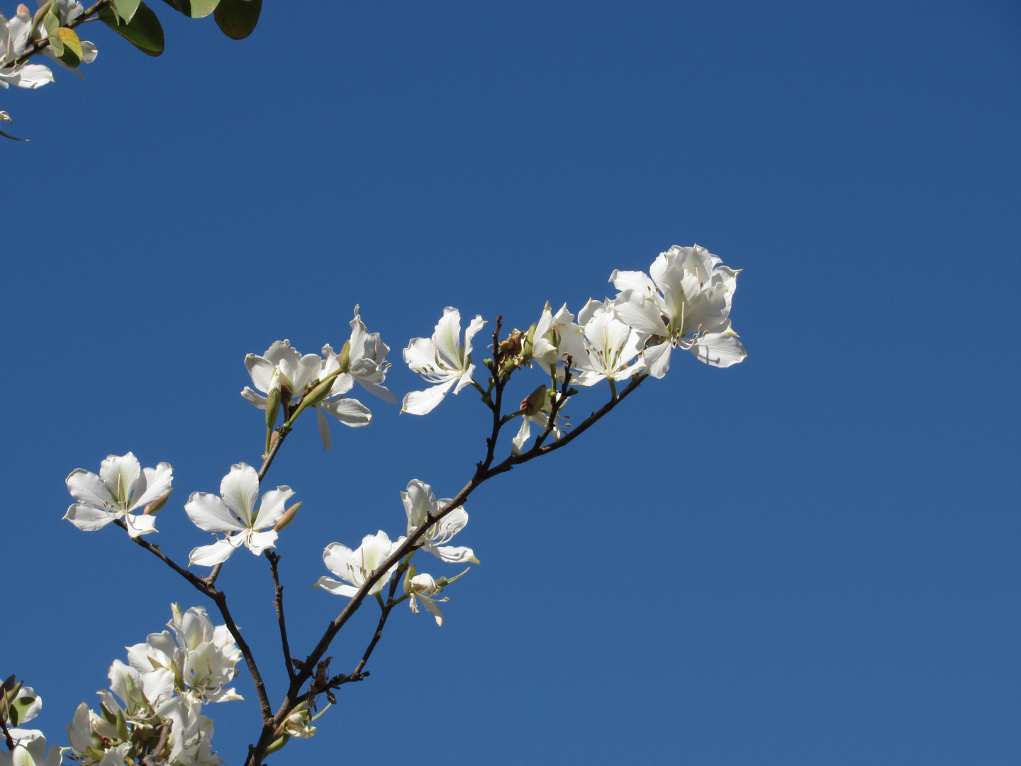 Bauhinia forficata