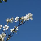 Bauhinia forficata