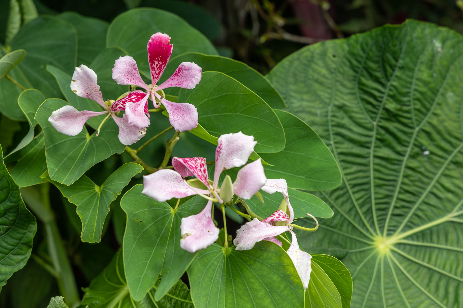 Bauhinia monandra