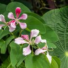 Bauhinia monandra