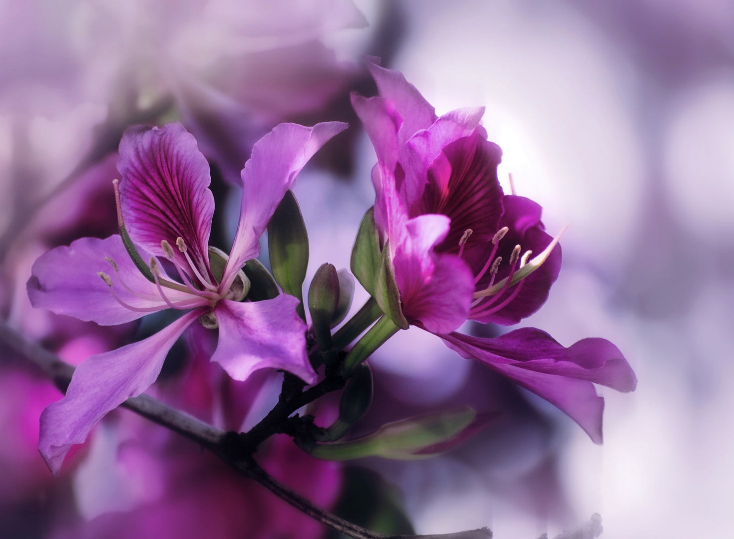 Bauhinia variegata L