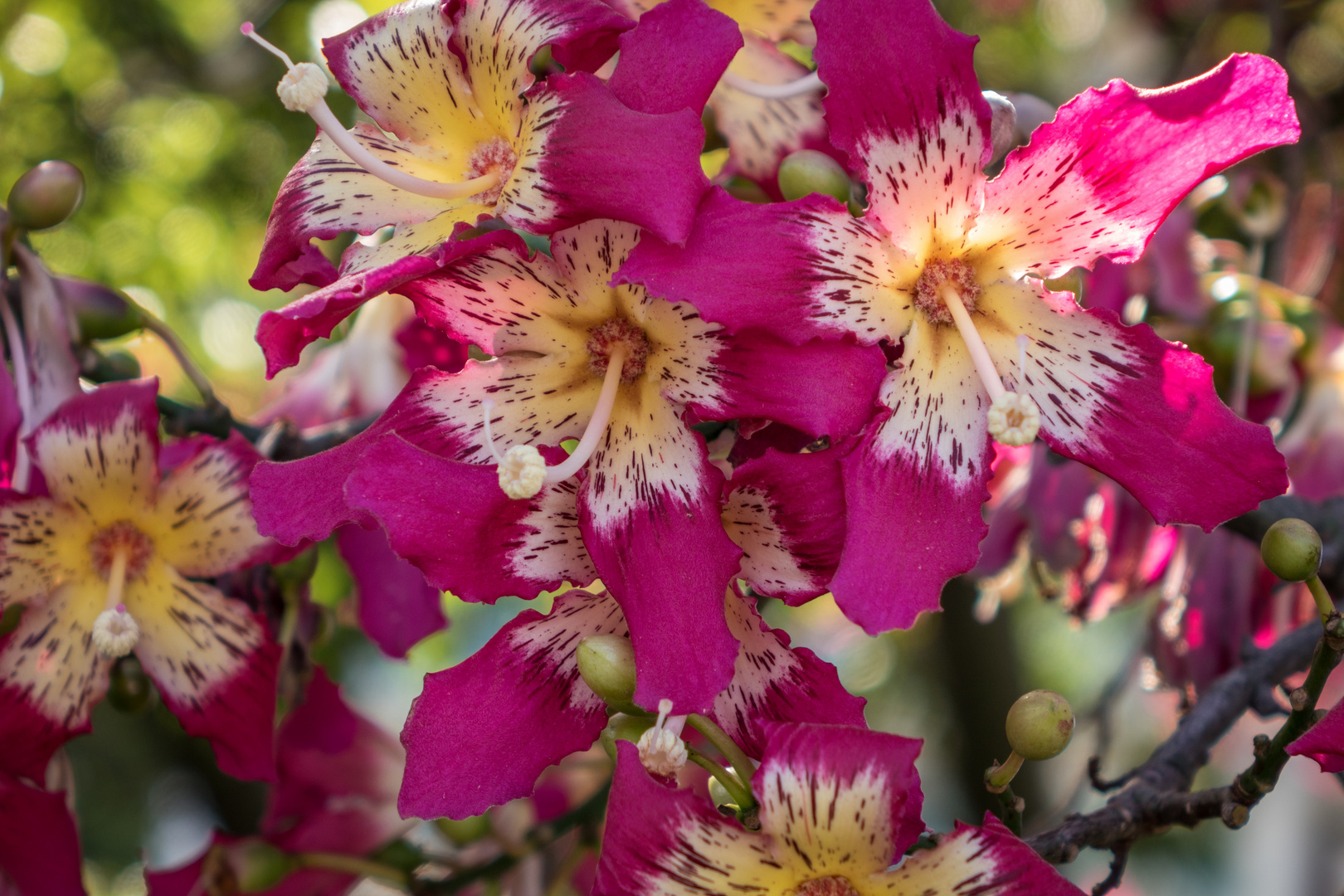 Bauhinie oder Orchideenbaum in Funchal, Madeira