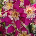 Bauhinie oder Orchideenbaum in Funchal, Madeira