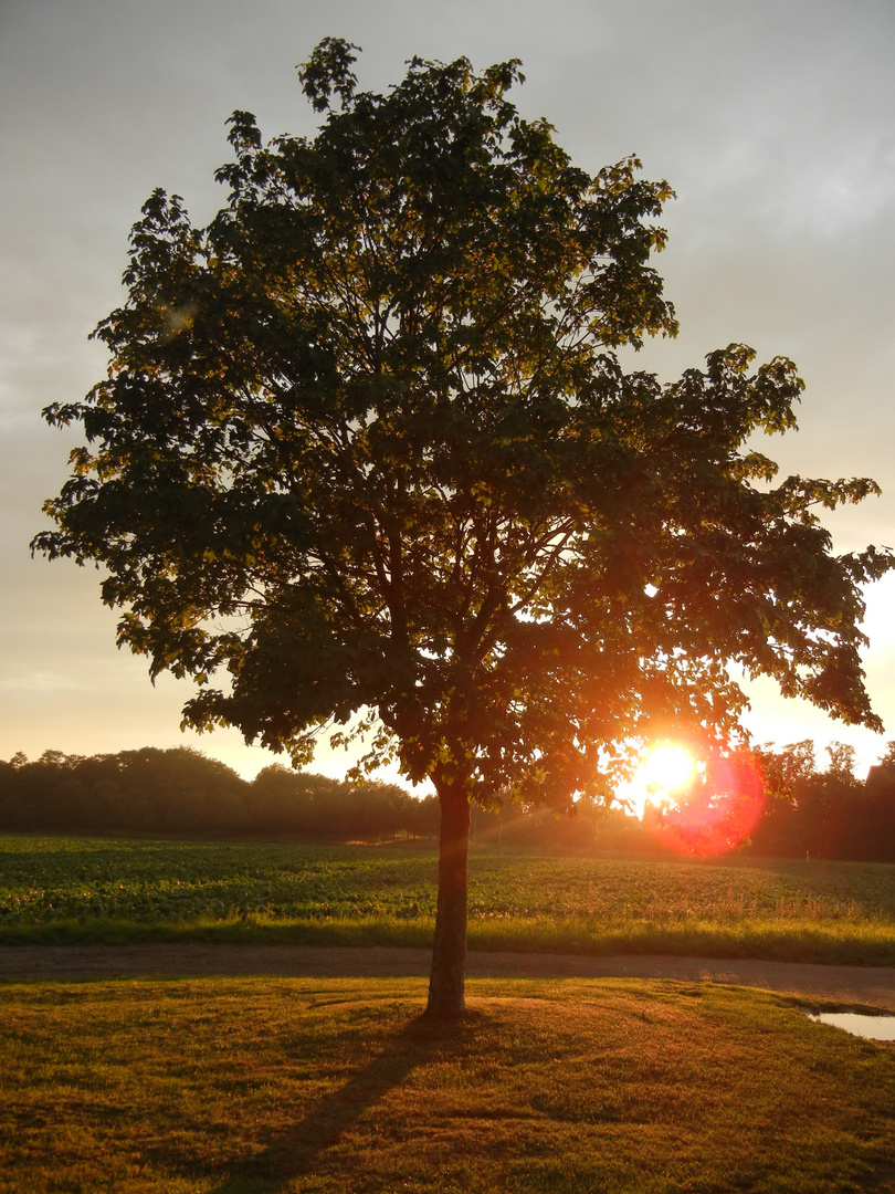 Baum.