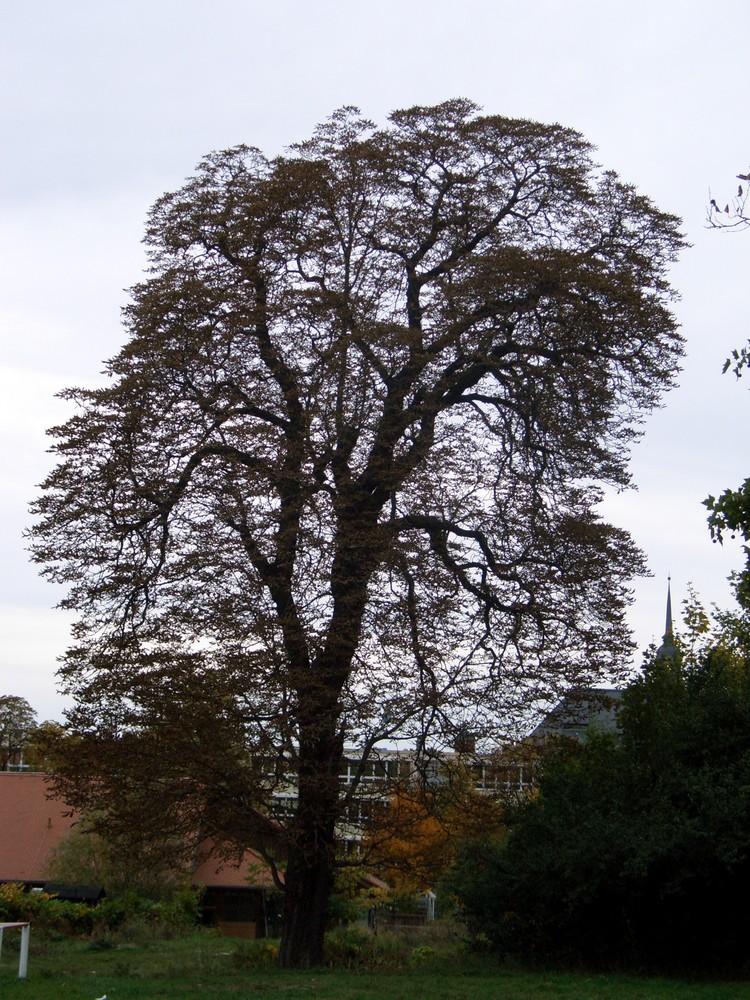 baum 1