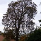 baum 1