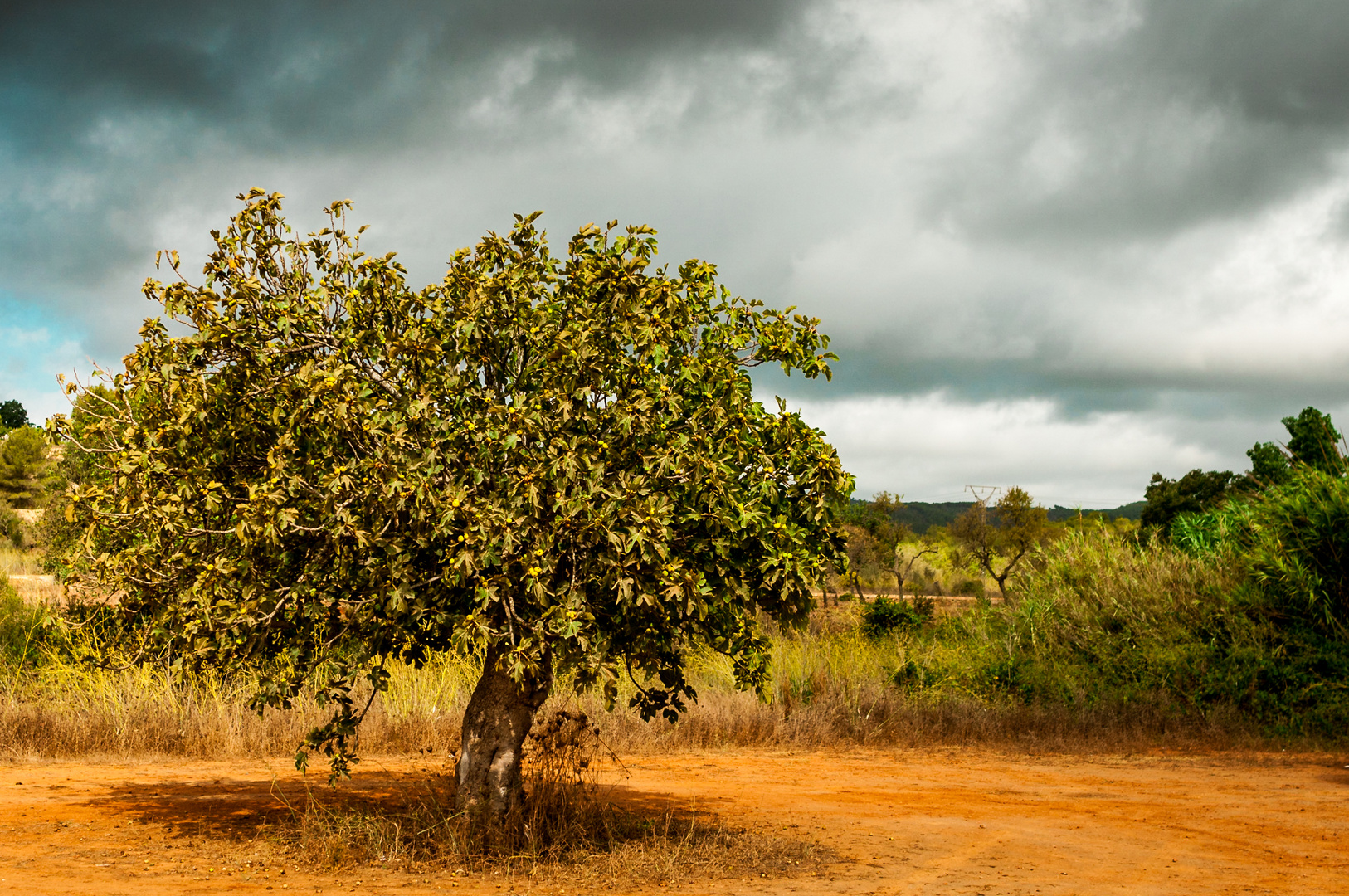 Baum