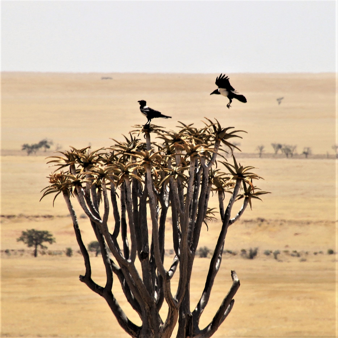 Baum 2 Vögel Namibia c21-1724-col +7Nambiafotos